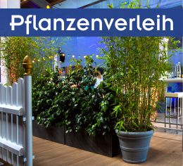 Dekorative Mietpflanzen und florale Eventdekoration vom Komplettdienstleister Nr. 1 für Events in Bayern.